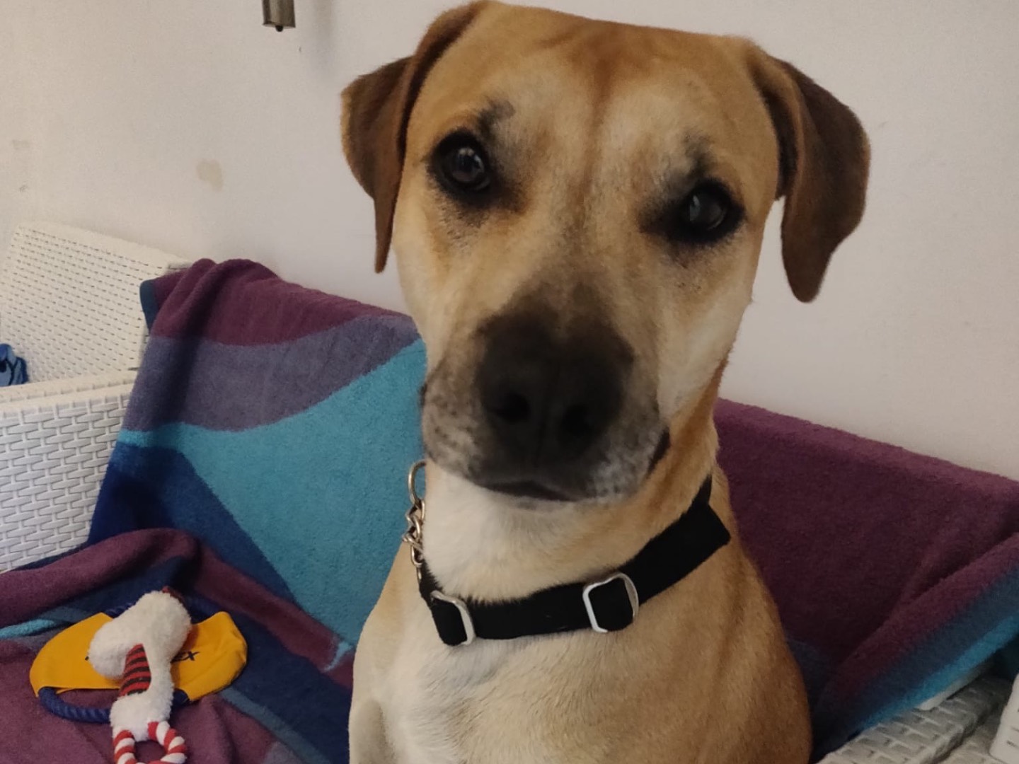 Adotta un cane, maschio, 1 anno e 11 mesi, Crotone