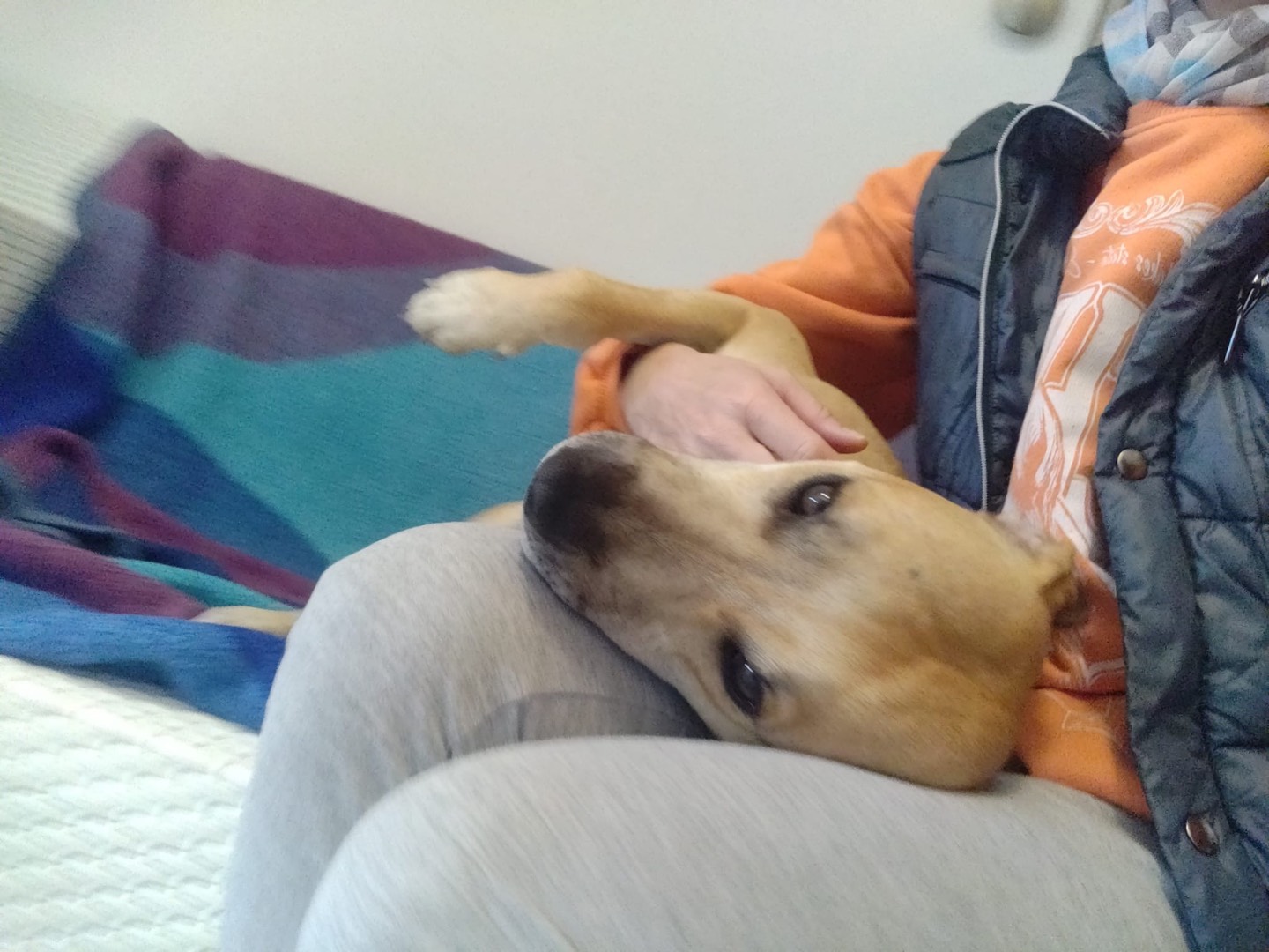 Adotta un cane, taglia media, maschio, Crotone