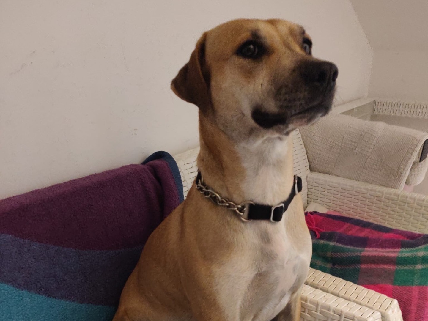 Vuoi adottare un cane a Crotone?