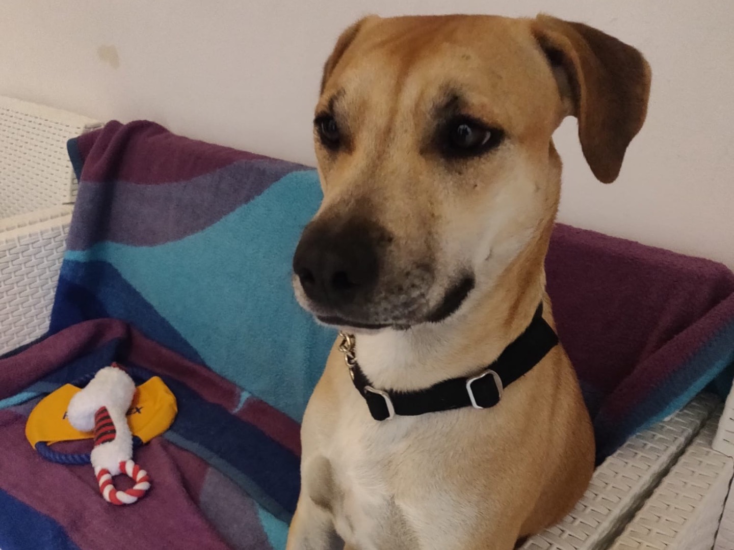 Adotta il cane ROCKY a Crotone