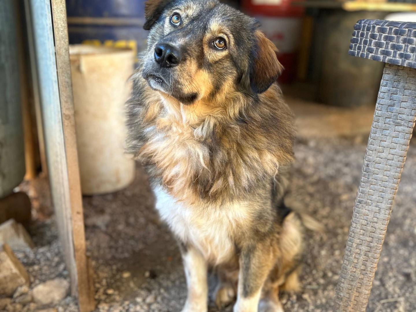 Adozione cane, maschio, Razza sconosciuta Razza sconosciuta, 4 anni, taglia gigante, Bari
