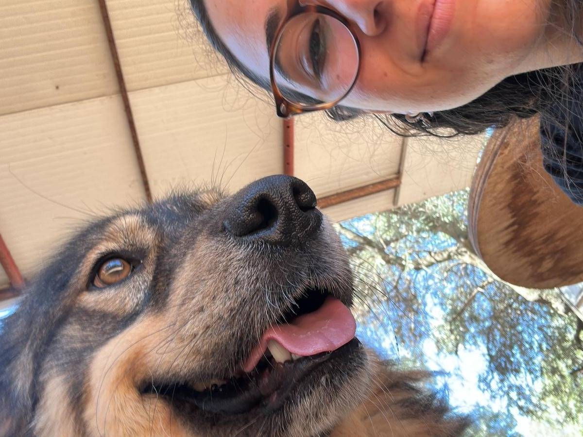 Adotta un cane, maschio, 4 anni, Bari