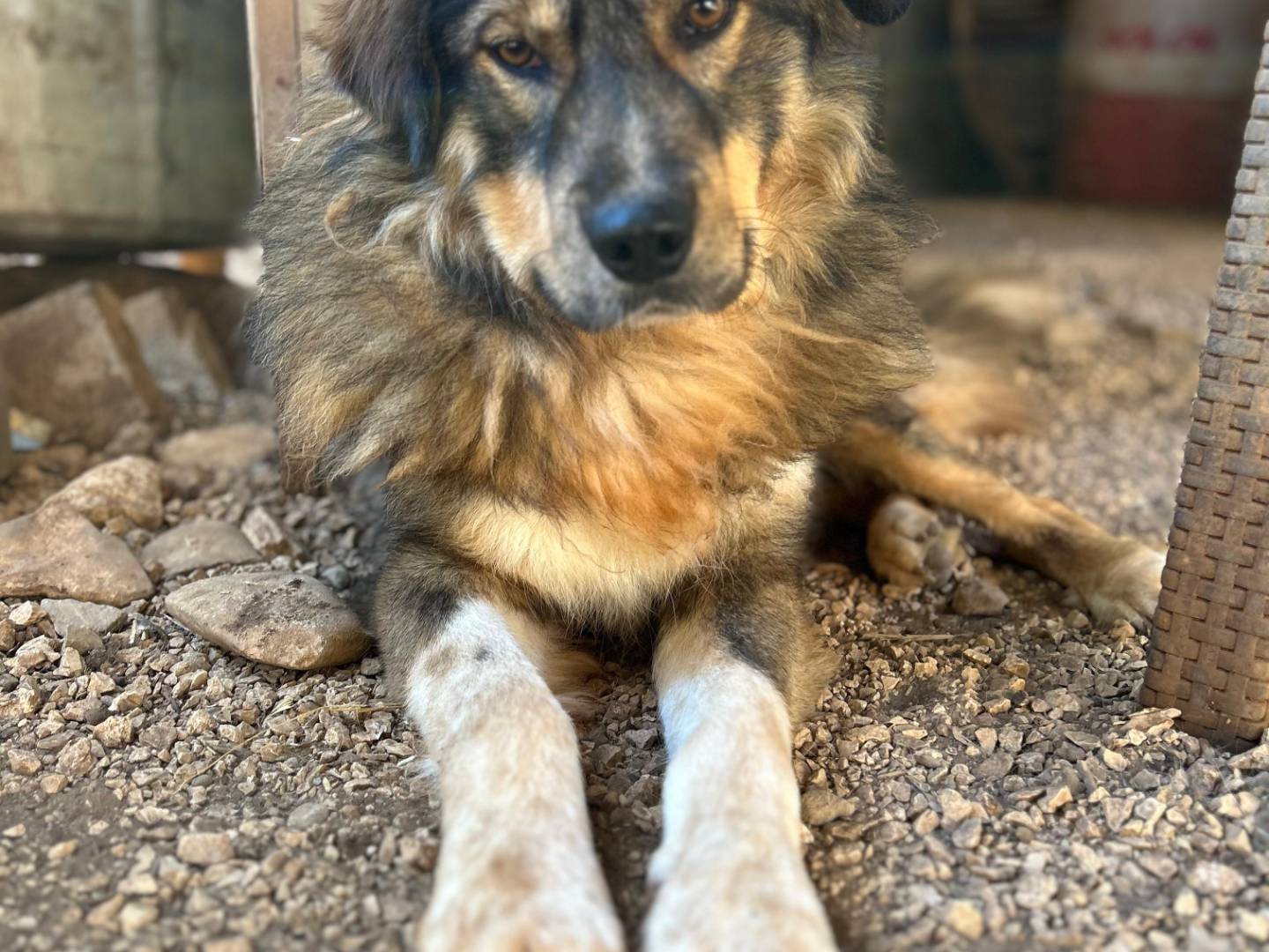 Adotta un cane, taglia gigante, maschio, Bari
