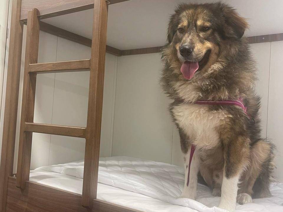 Adotta il cane Max a Bari