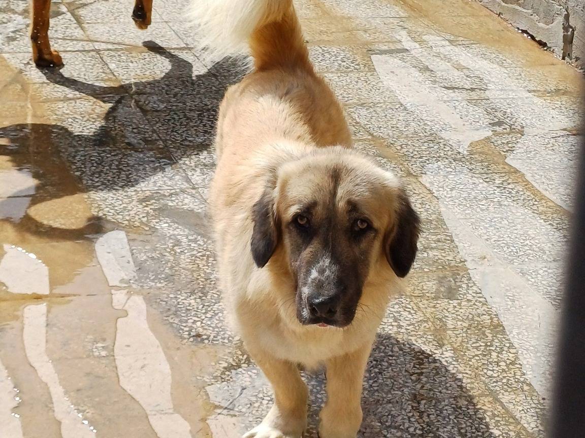 Vuoi adottare un cane a Torino?