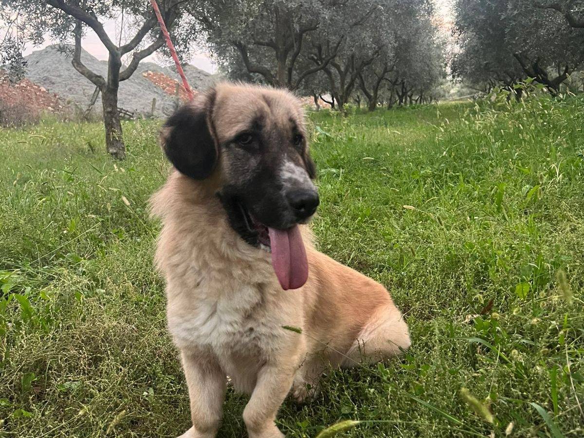Adotta il cane Ciaky a Torino