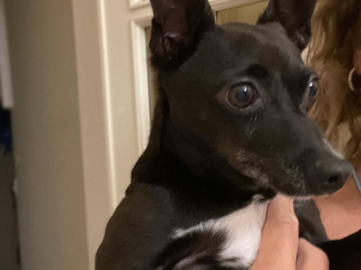 Vuoi adottare un cane a Bari?