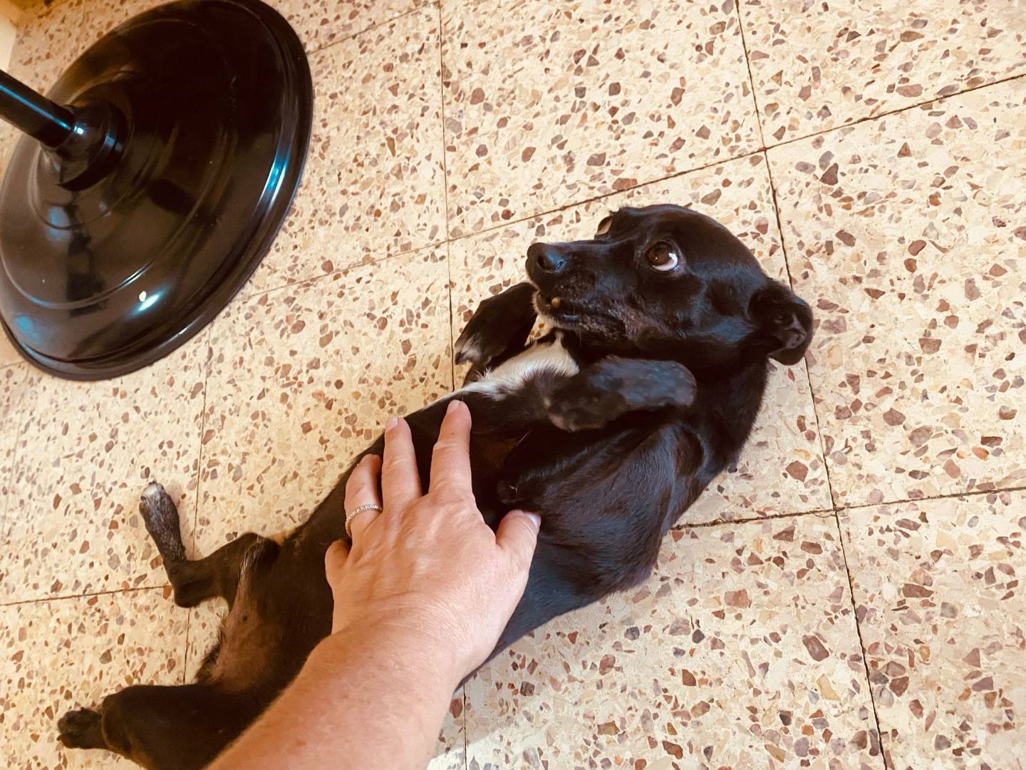 Adotta il cane Chicco a Bari