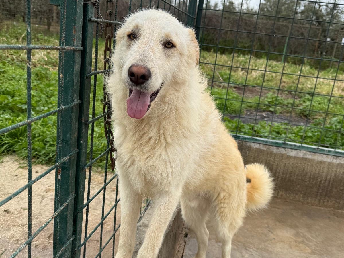 Adozione cane, maschio, Razza sconosciuta Razza sconosciuta, 3 anni, taglia media, Foggia