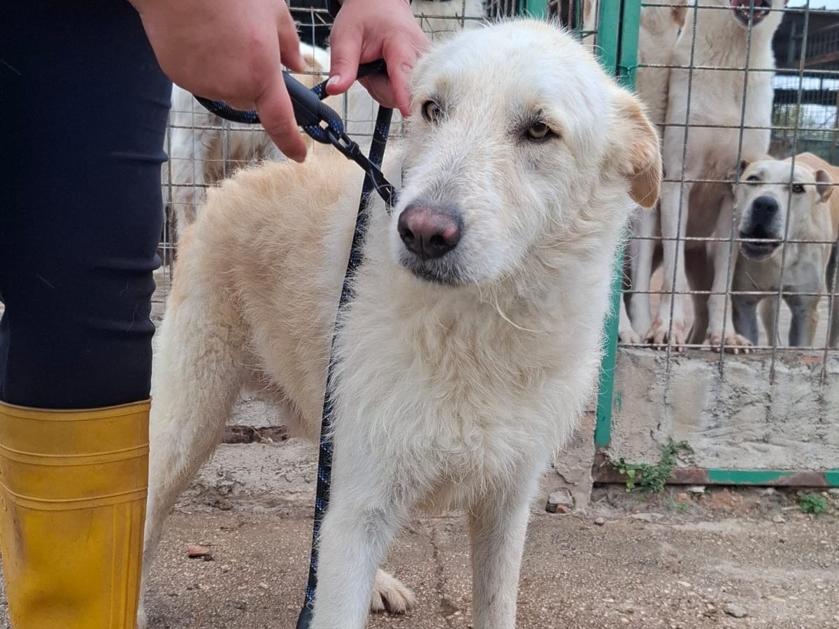 Adotta un cane, maschio, 3 anni, Foggia