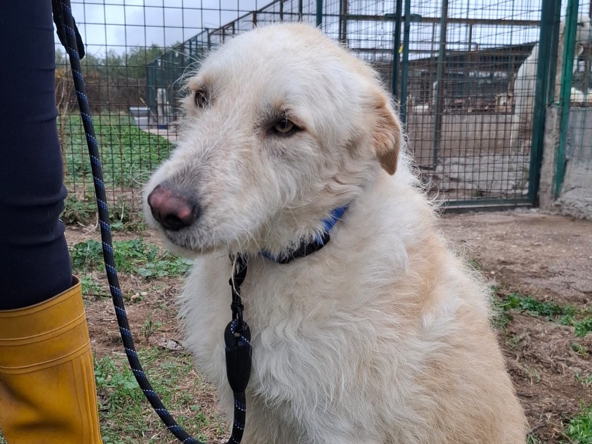 Adotta un cane, taglia media, maschio, Foggia