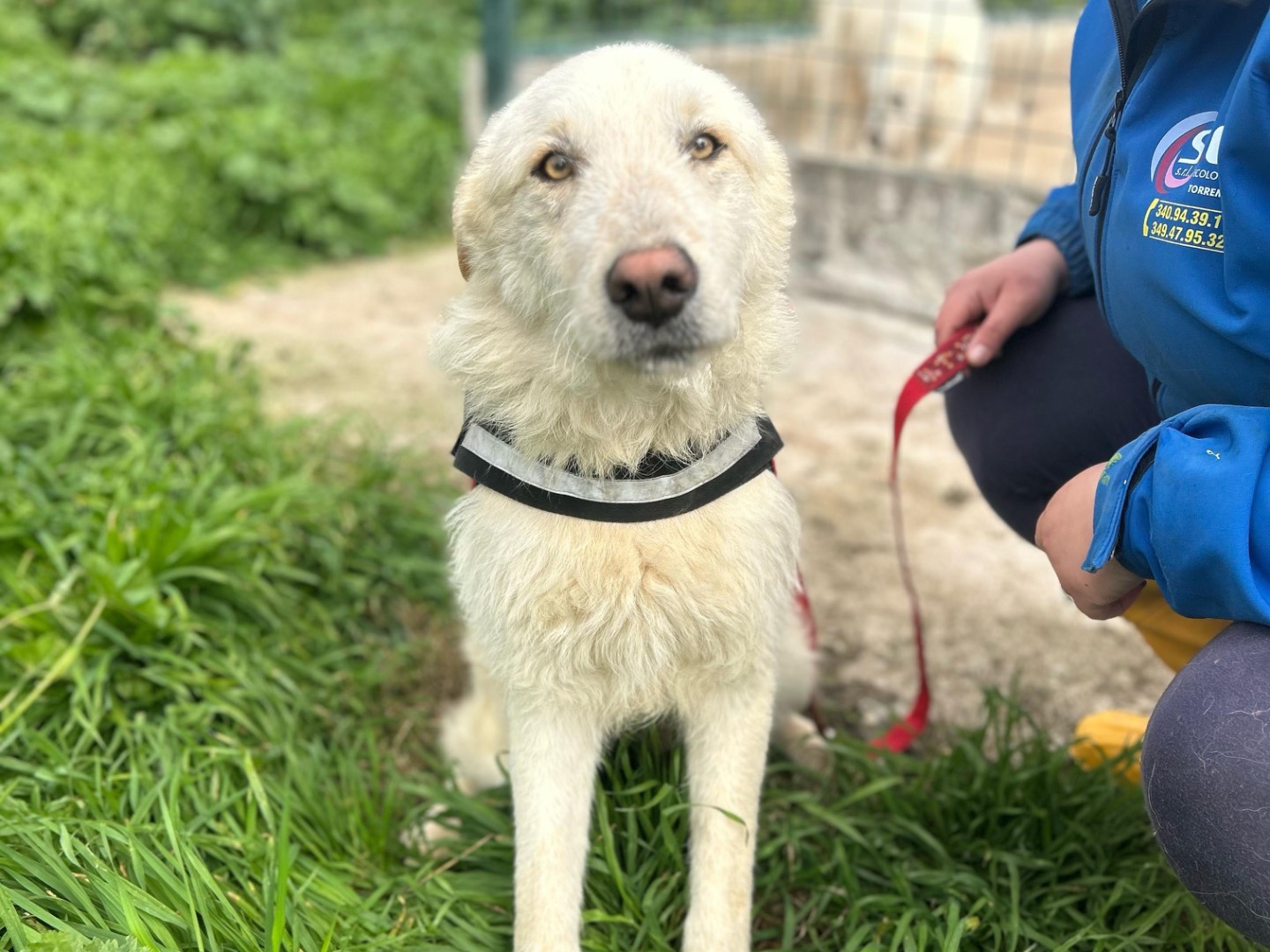 Vuoi adottare un cane a Foggia?