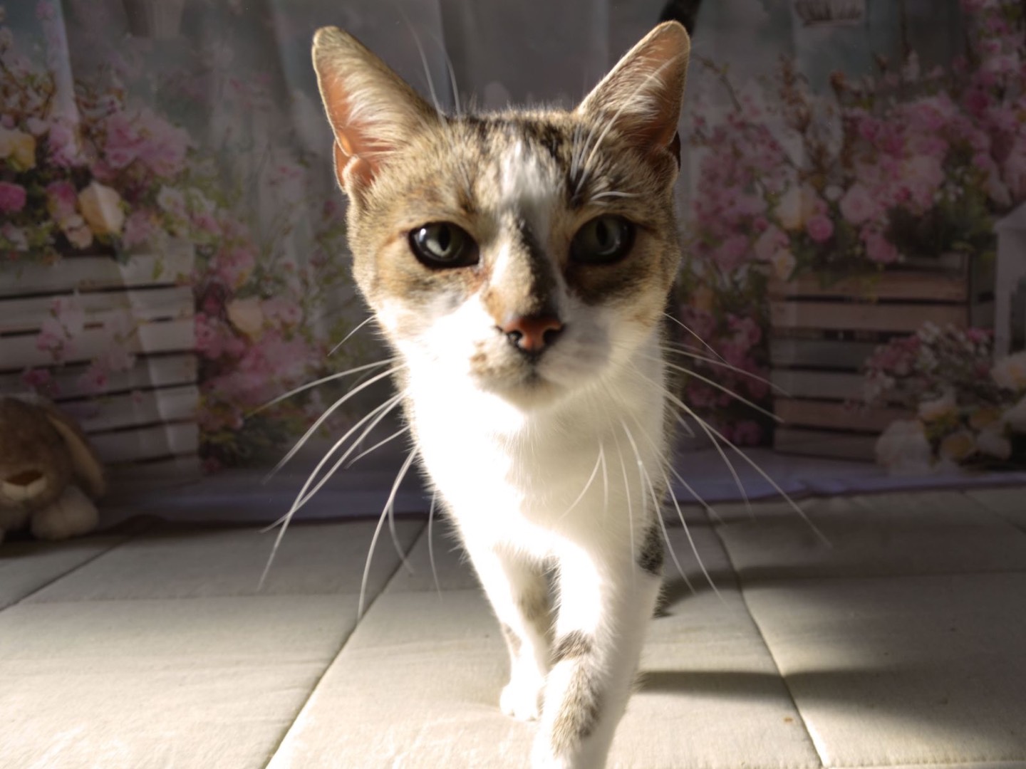 Adotta un gatto, femmina, 1 anno e 9 mesi, Bari