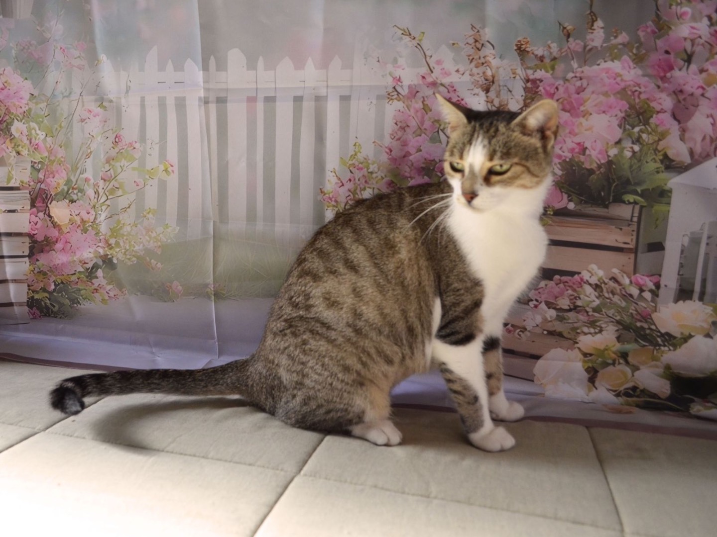 Adotta un gatto, taglia non valida, femmina, Bari