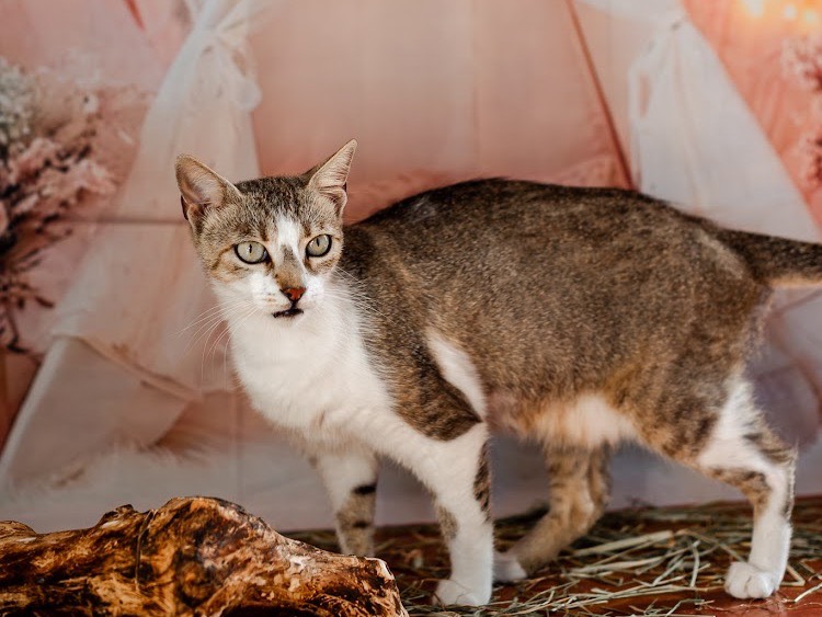 Vuoi adottare un gatto a Bari?