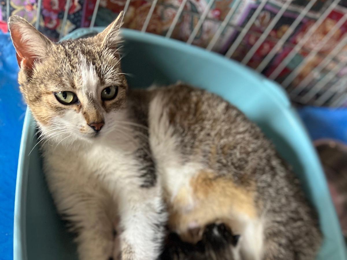 Adotta il gatto Penelope a Bari