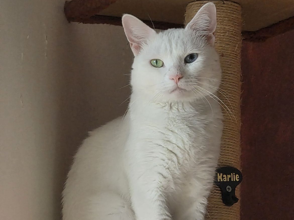 Adozione gatto, maschio, Razza sconosciuta Razza sconosciuta, 1 anno e 10 mesi, taglia non valida, Bari