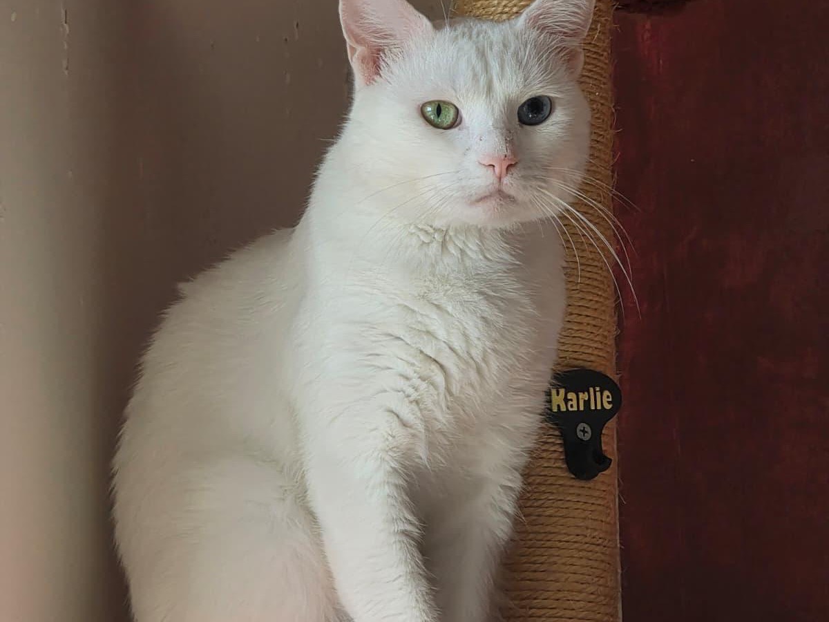 Adotta un gatto, maschio, 1 anno e 10 mesi, Bari