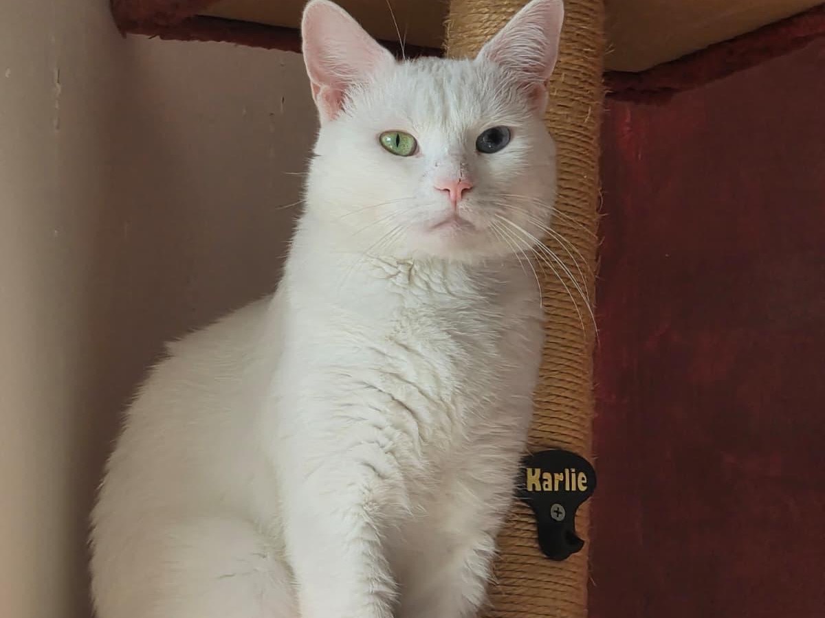 Adotta un gatto, taglia non valida, maschio, Bari