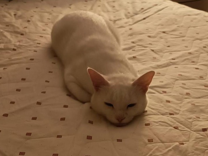 Vuoi adottare un gatto a Bari?