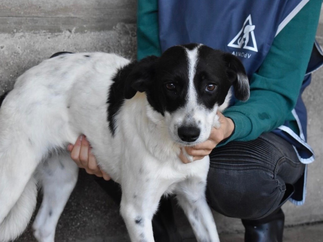 Adozione cane, femmina, Razza sconosciuta Razza sconosciuta, 6 mesi, taglia media contenuta, Roma