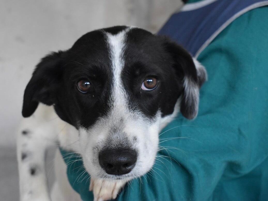 Adotta un cane, femmina, 6 mesi, Roma