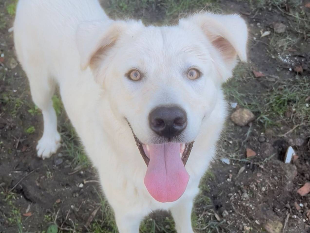 Adozione cane, maschio, Razza sconosciuta Razza sconosciuta, 11 mesi, taglia grande, Crotone