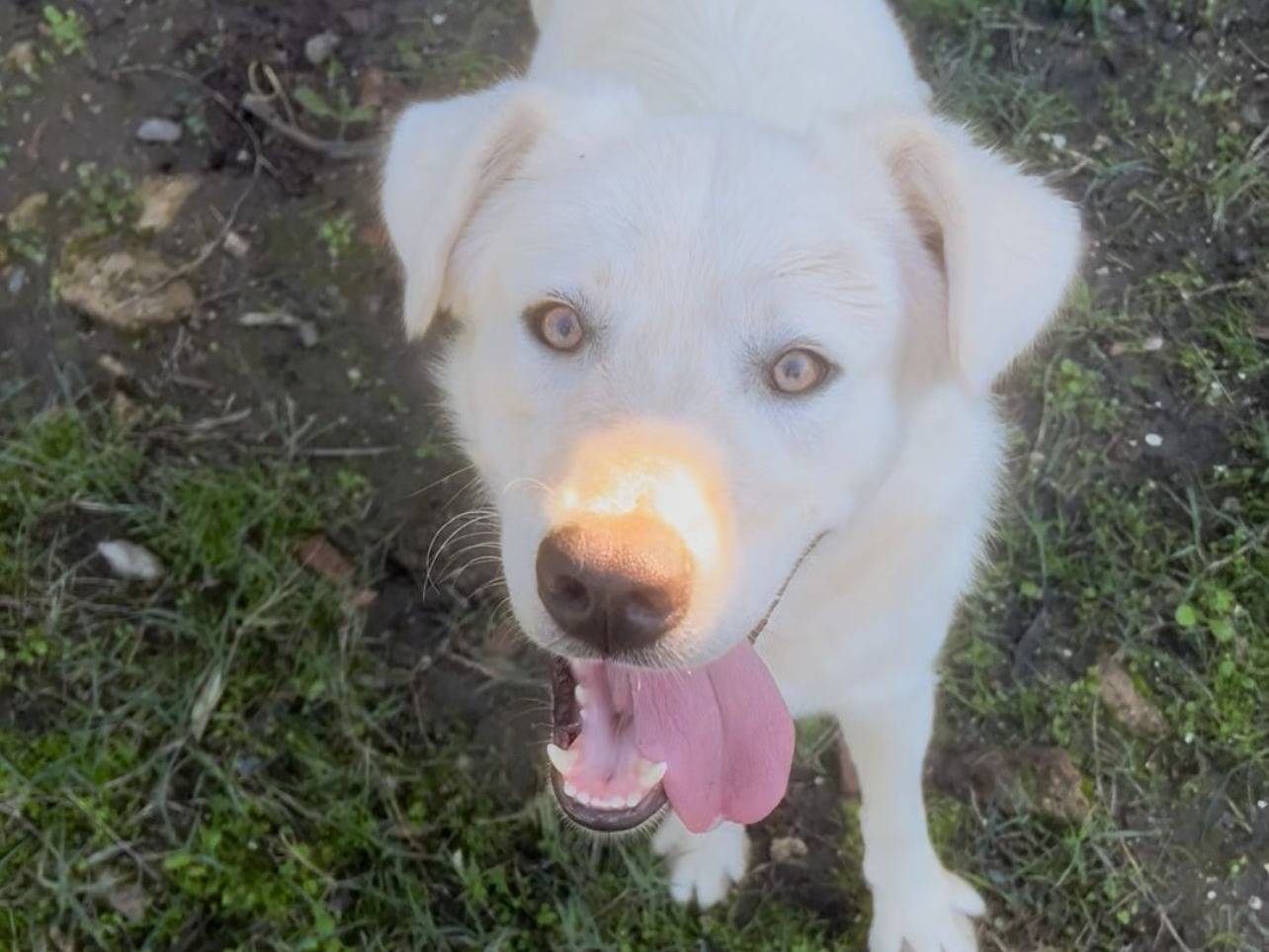 Adotta un cane, maschio, 11 mesi, Crotone