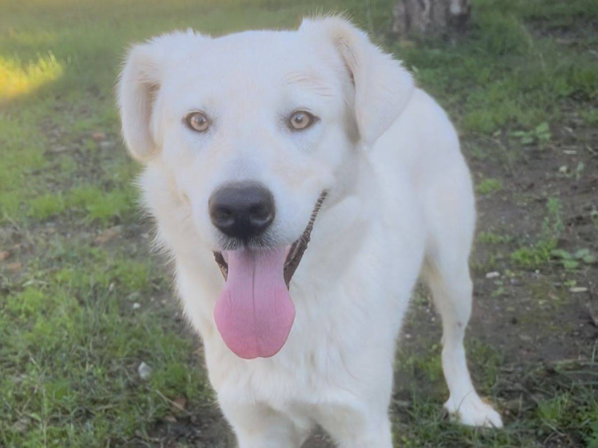 Adotta un cane, taglia grande, maschio, Crotone