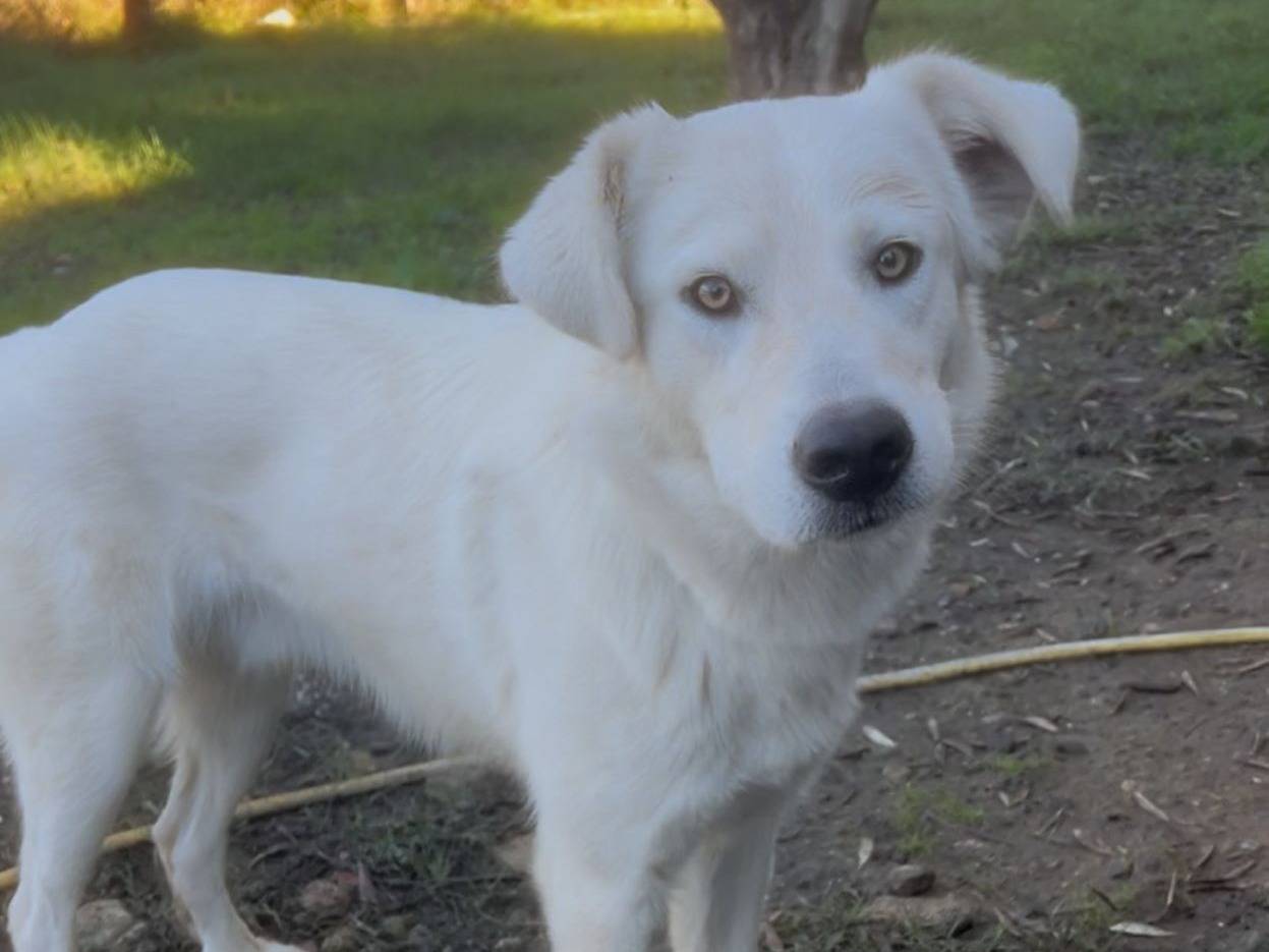 Vuoi adottare un cane a Crotone?