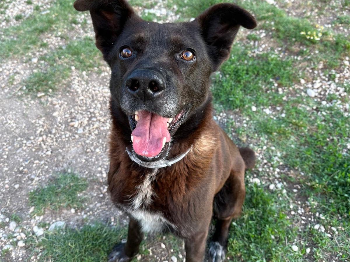 Adozione cane, maschio, Razza sconosciuta Razza sconosciuta, 10 anni e 1 mese, taglia grande, Teramo