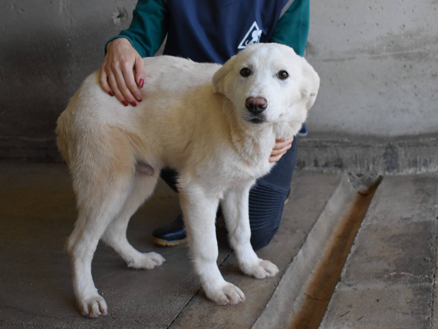 Adozione cane, maschio, Pastore maremmano Razza sconosciuta, 5 mesi, taglia grande, Roma
