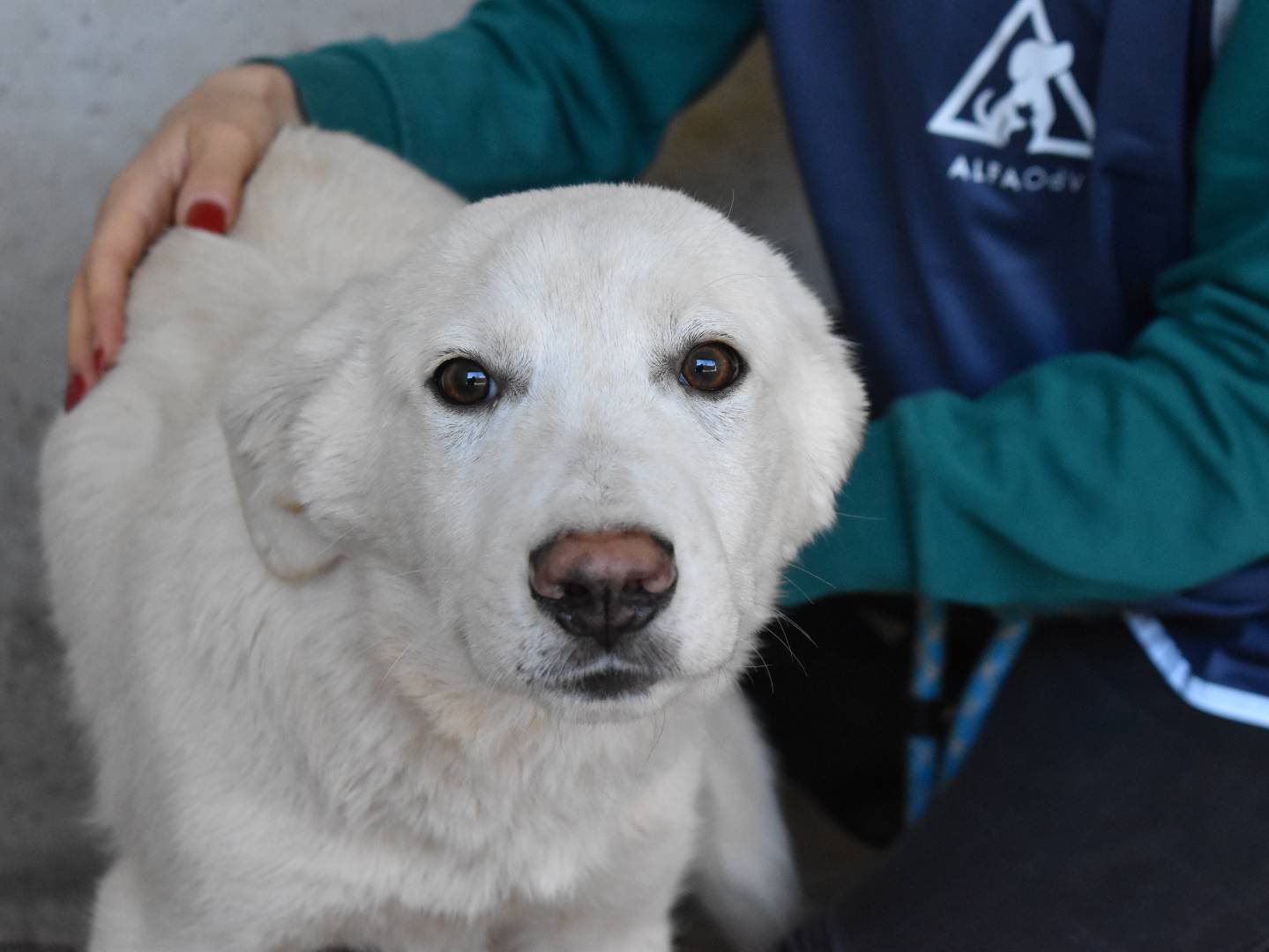 Adotta un cane, maschio, 5 mesi, Roma