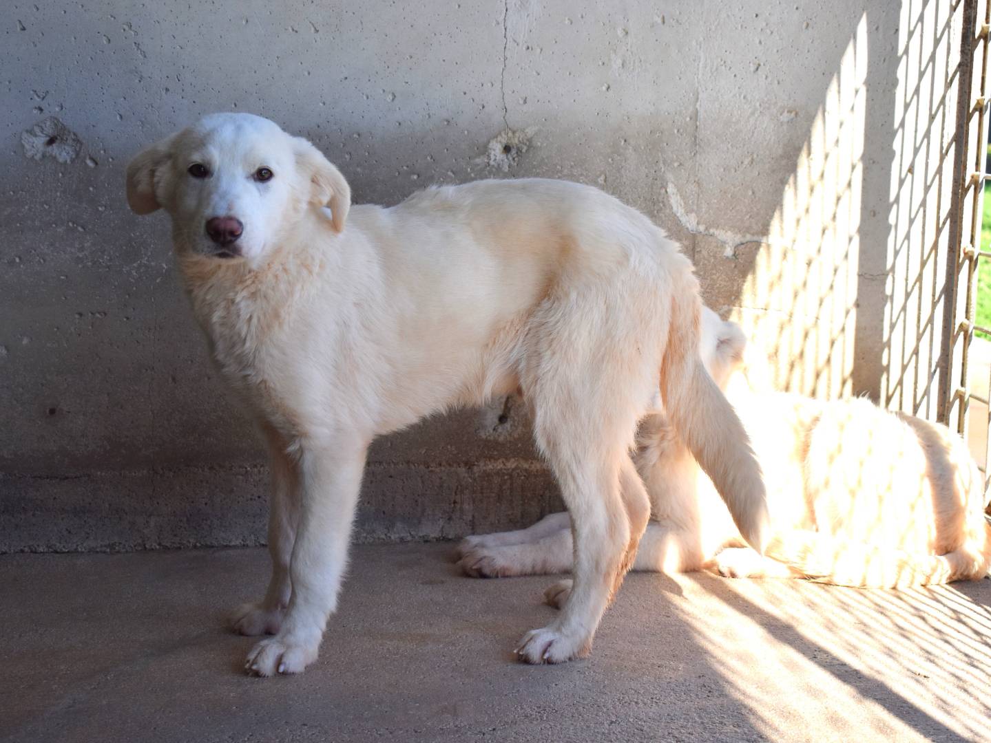 Vuoi adottare un cane a Roma?