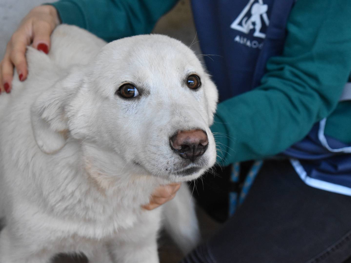 Adotta il cane Rionel a Roma