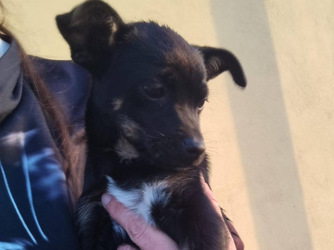 Adozione cane, femmina, Razza sconosciuta Razza sconosciuta, 2 mesi, taglia piccola, Cosenza