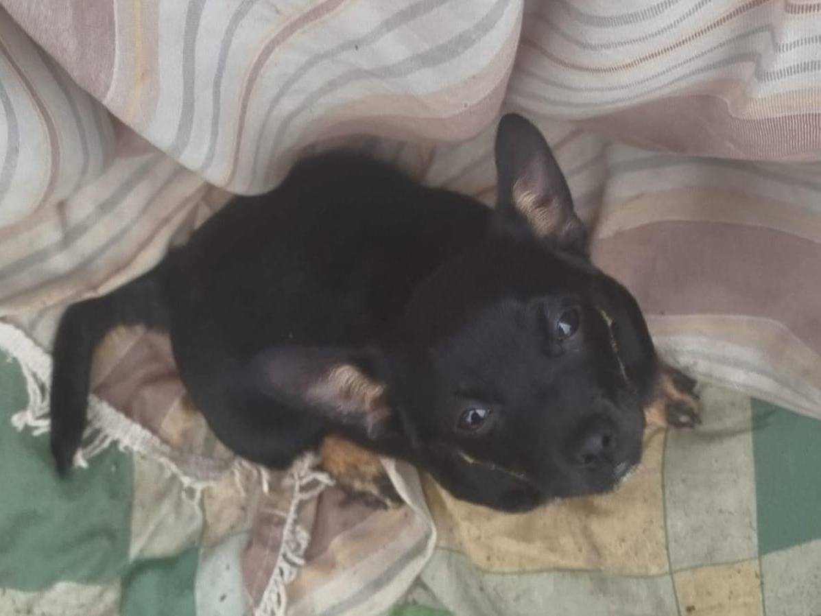 Adotta un cane, femmina, 2 mesi, Cosenza