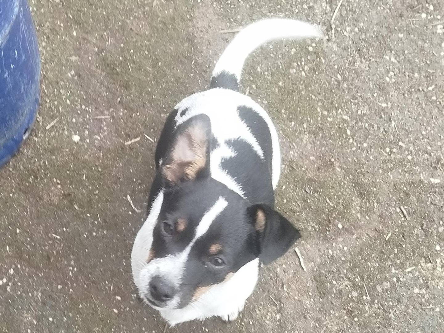 Adozione cane, maschio, Jack Russell Terrier Razza sconosciuta, 2 mesi, taglia piccola, Cosenza