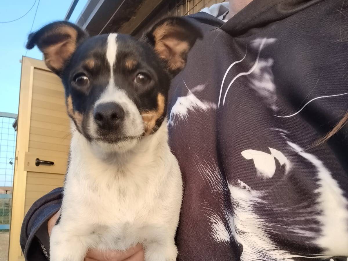 Adotta un cane, maschio, 2 mesi, Cosenza