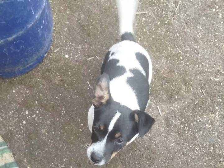 Adotta un cane, taglia piccola, maschio, Cosenza