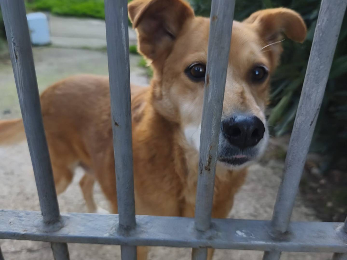 Adozione cane, femmina, Razza sconosciuta Razza sconosciuta, 7 anni, taglia media, Avellino