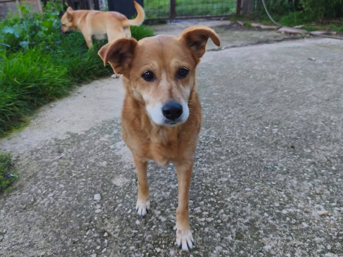 Adotta un cane, taglia media, femmina, Avellino