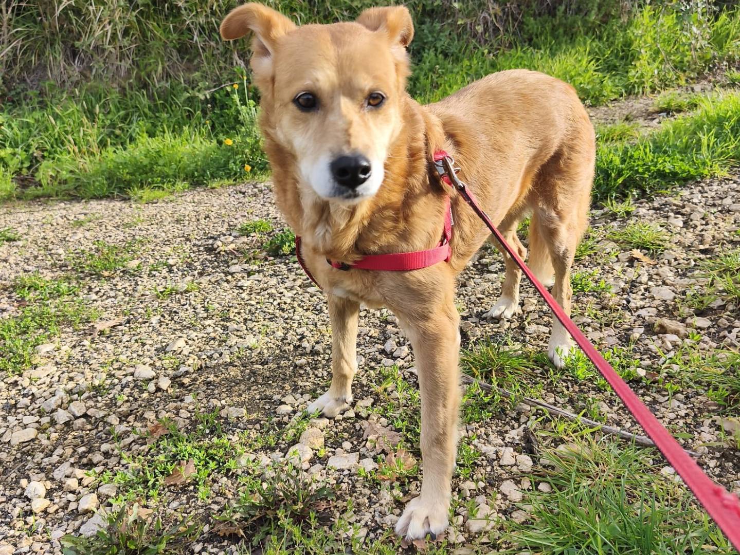 Vuoi adottare un cane a Avellino?