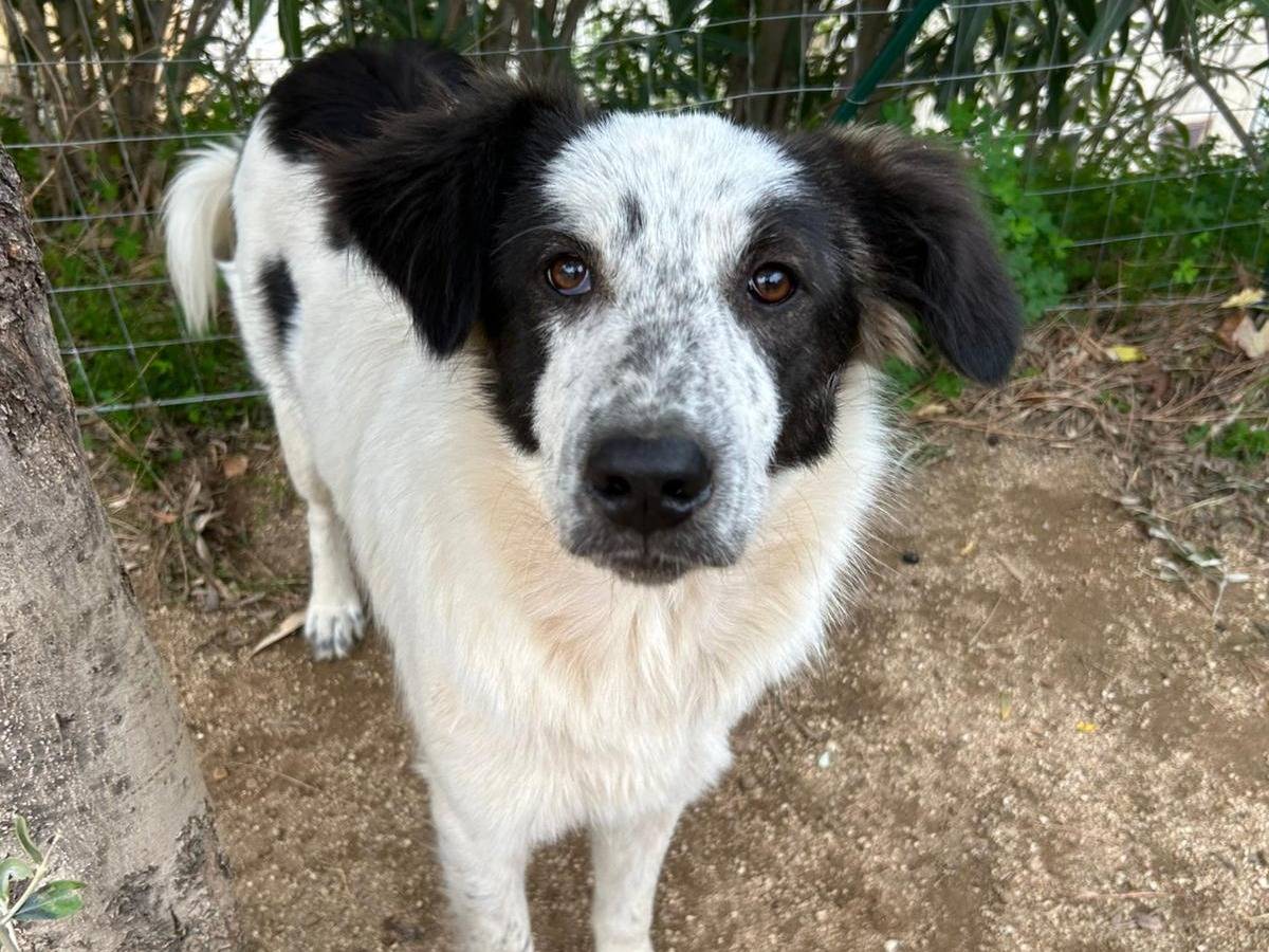 Adozione cane, femmina, Razza sconosciuta Razza sconosciuta, 11 mesi, taglia media, Catanzaro