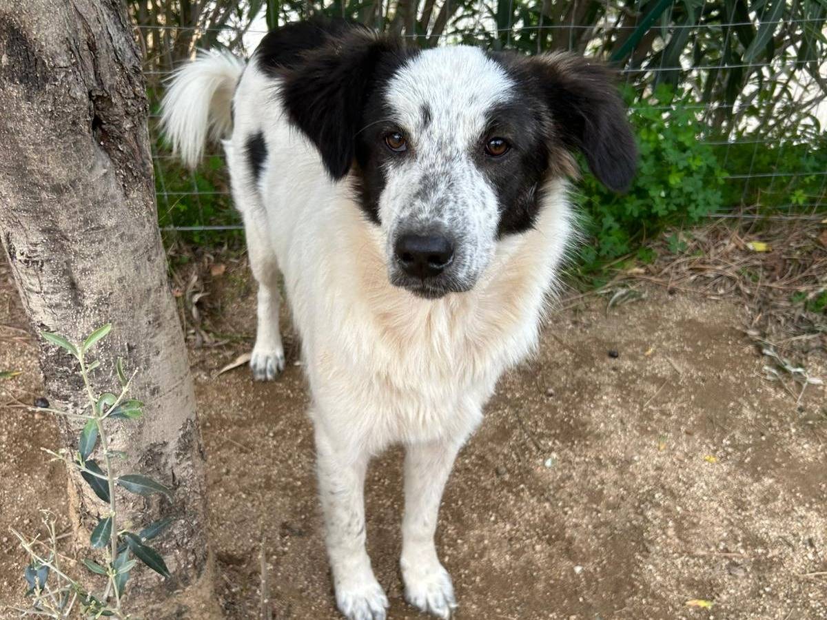 Adotta un cane, femmina, 11 mesi, Catanzaro