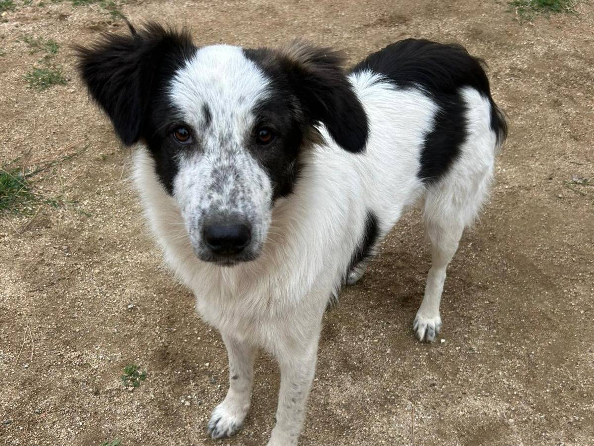 Adotta un cane, taglia media, femmina, Catanzaro