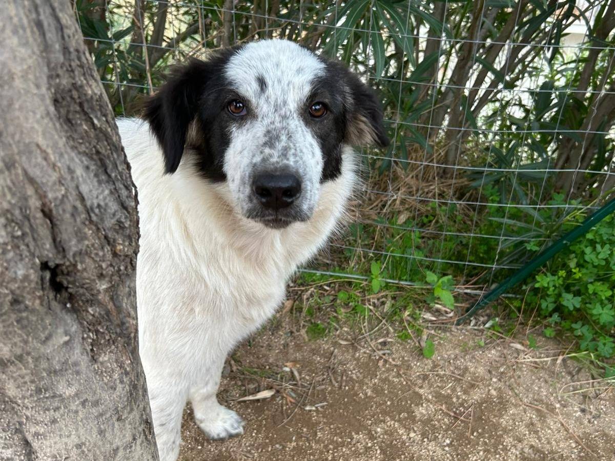 Vuoi adottare un cane a Catanzaro?