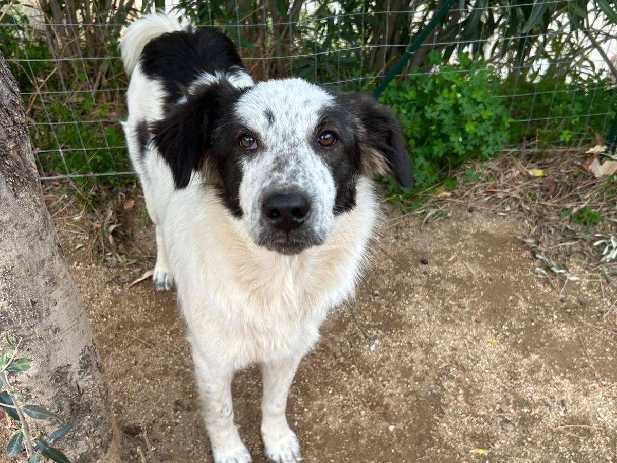 Adotta il cane BELLA a Catanzaro