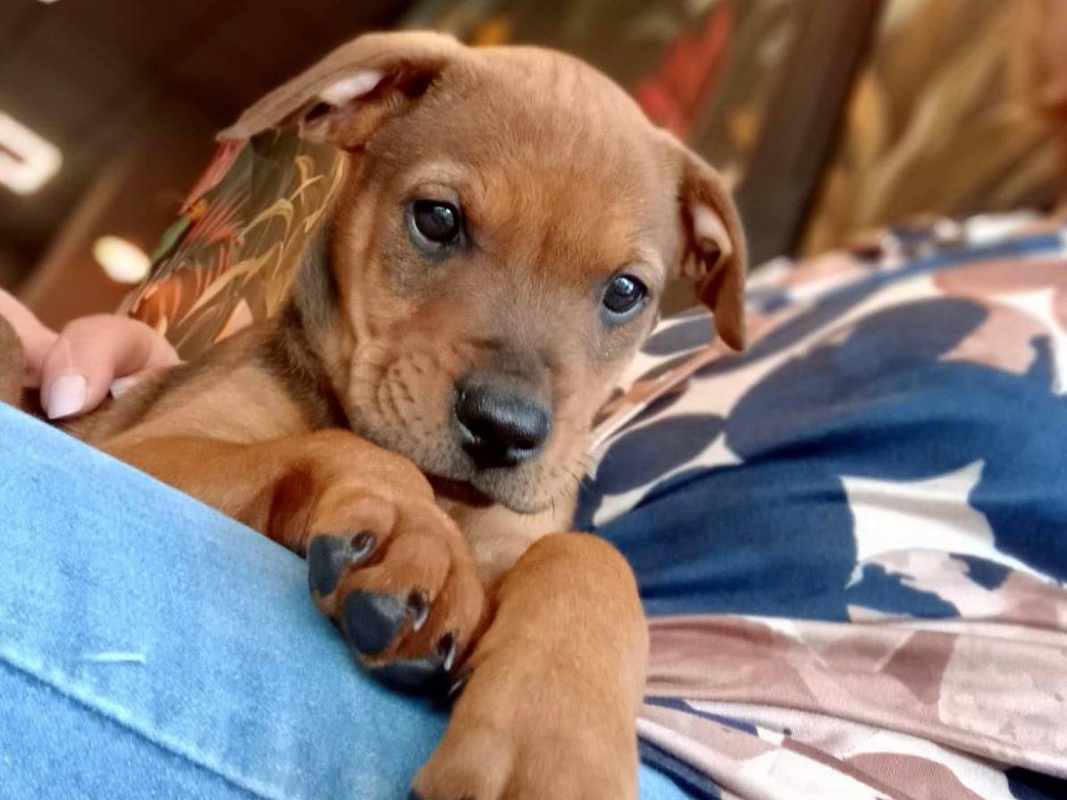 Adozione cane, femmina, Spitz Razza sconosciuta, 1 mesi, taglia media, Siracusa