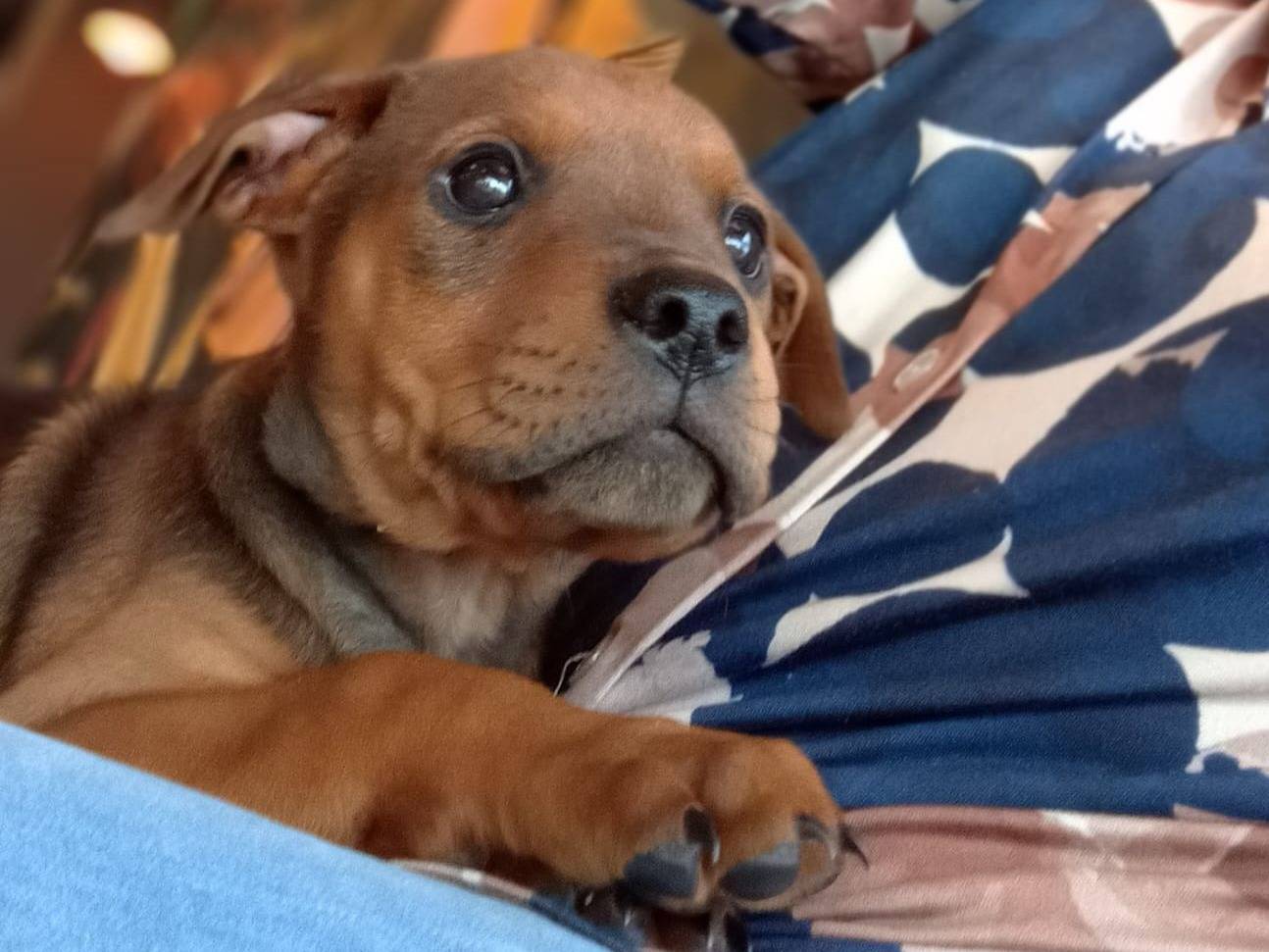 Adotta un cane, femmina, 1 mesi, Siracusa